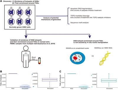 Hotspots of single-strand DNA “breakome” are enriched at transcriptional start sites of genes